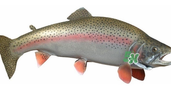 鱒魚是三文魚嗎？鱒魚是什么魚