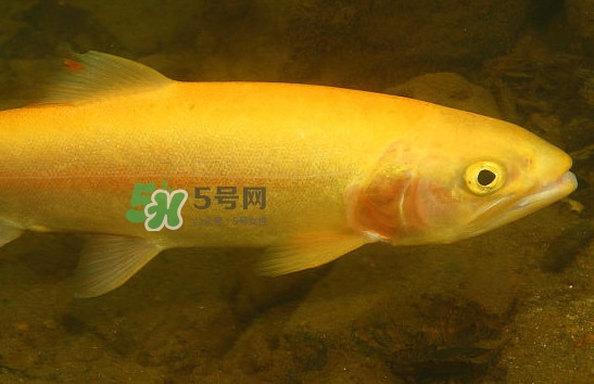 金鱒魚清蒸為什么變黑？食用金鱒魚有什么好處