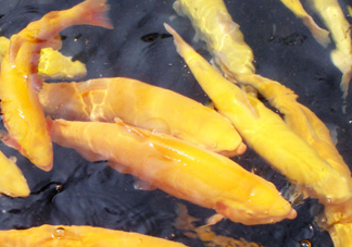 金鱒魚多少錢一斤？金鱒魚刺多嗎