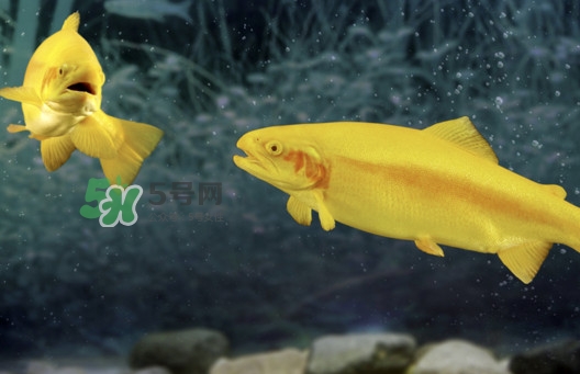 金鱒魚好吃嗎？金鱒魚怎樣做好吃