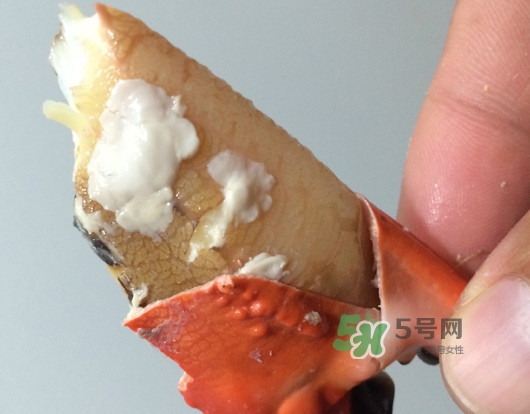 赤甲紅有母蟹嗎？赤甲紅為什么沒有母蟹？