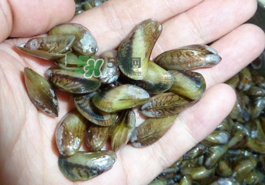 薄殼什么季節(jié)有？薄殼孕婦可以吃嗎？