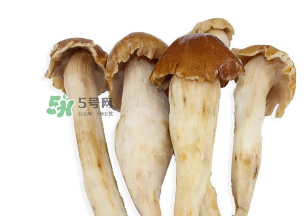 雞樅菌有毒嗎？雞樅菌不能和什么一起吃？