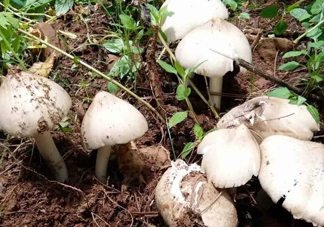 雞樅菌怎么保存？雞樅菌可以放冰箱嗎？