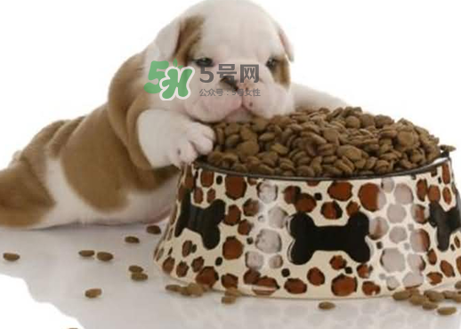 三伏天狗狗不吃飯怎么辦？三伏天狗狗不吃飯怎么回事？