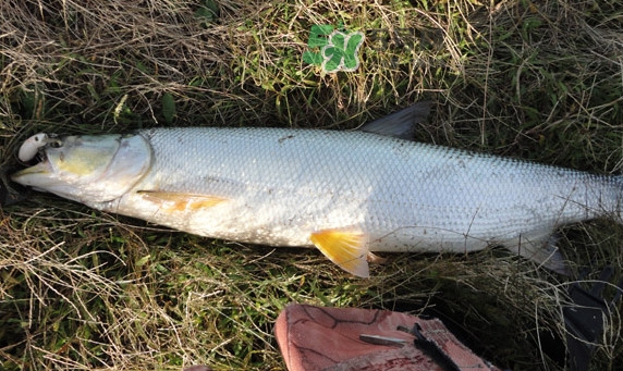 釣鳡魚用什么路亞竿好？路亞鳡魚用什么餌好