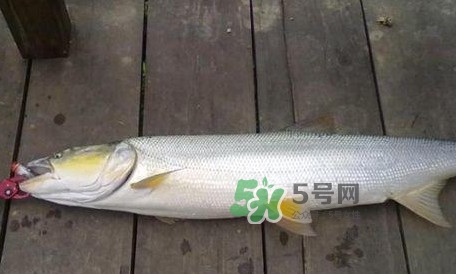 釣鳡魚用什么路亞竿好？路亞鳡魚用什么餌好