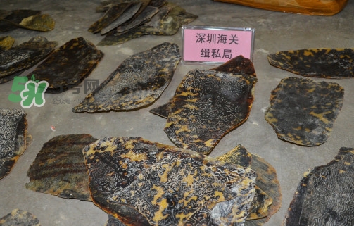 玳瑁標本有收藏價值嗎？玳瑁的功效與作用