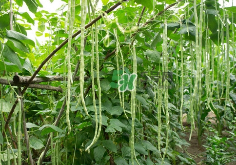 豇豆是什么樣的？豇豆是長豆角嗎？