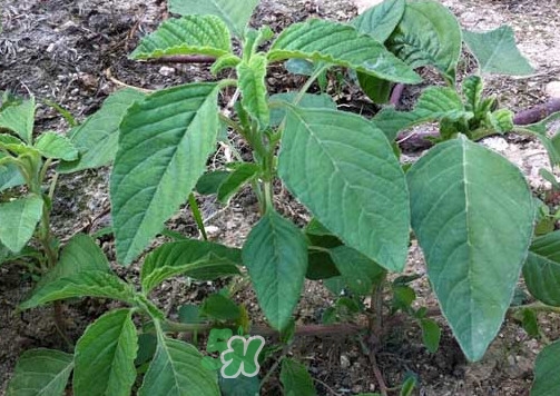 野莧菜孕婦能吃嗎？莧菜和野莧菜的區別