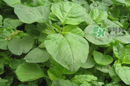 野莧菜怎么做好吃？野莧菜怎么保存