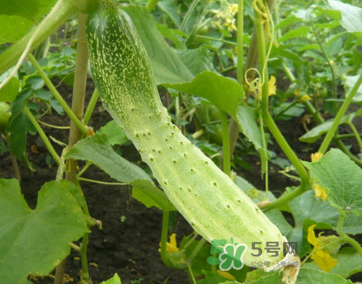 立秋可以種什么菜？立秋后可以種什么菜？