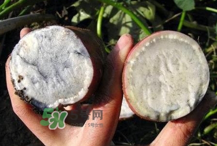雜交水稻是不是轉基因？轉基因食品有哪些？