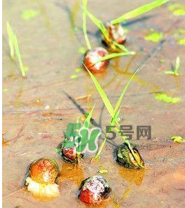 怎么殺死福壽螺寄生蟲？福壽螺寄生蟲怎么去除？
