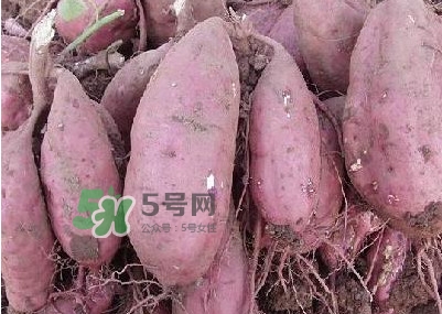 炸地瓜條外面裹什么？地瓜的功效與作用禁忌