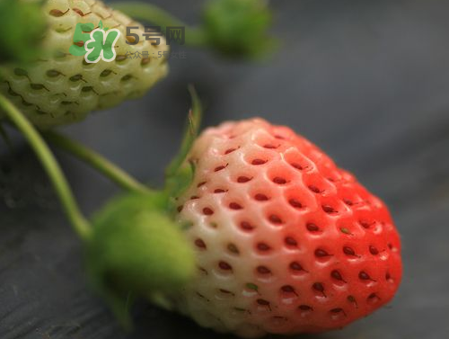 八月份還有草莓嗎？8月份還有草莓嗎？