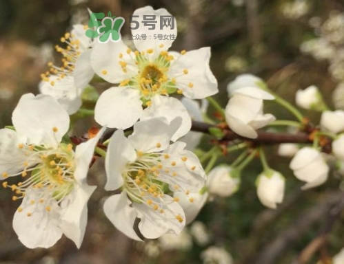 奈李可以放冰箱嗎？奈李怎么保存