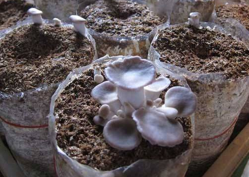 秀珍菇什么品種好？一萬袋秀珍菇要多少成本