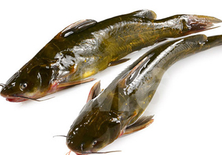 黃刺魚什么天氣好釣？黃刺魚釣魚最佳時間