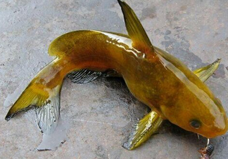 黃刺魚多少錢一斤？野生黃刺魚多少錢一斤