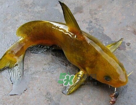 黃刺魚幾月份最好釣？黃刺魚怎么釣
