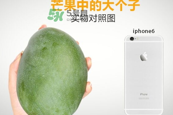 凱特芒果多少錢一斤？凱特芒果價格