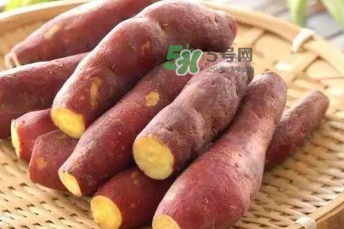 地瓜發芽能吃嗎？地瓜發芽了還可以吃嗎