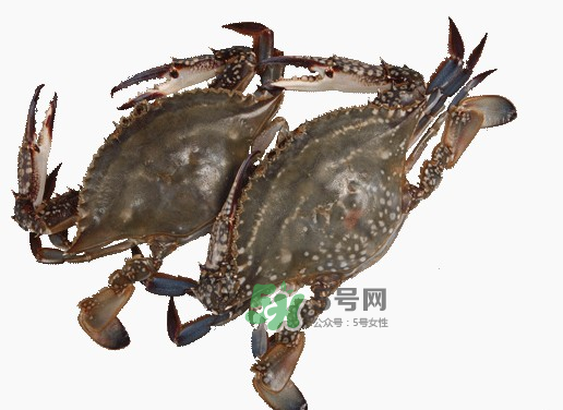 梭子蟹一只大概多重？梭子蟹一斤一般幾只？