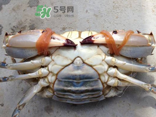 飛蟹可以冷凍嗎？飛蟹能冷凍保存嗎？