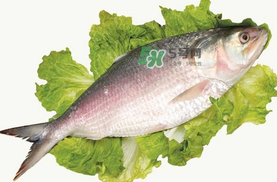 鰣魚孕婦能吃嗎？孕婦可以吃鰣魚嗎