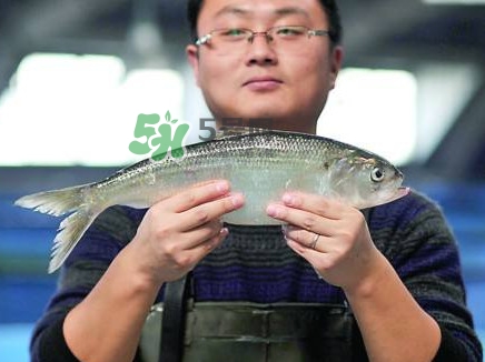 鰣魚與香魚怎么區分？鰣魚與香魚的區別