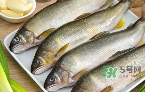 鰣魚與香魚怎么區分？鰣魚與香魚的區別