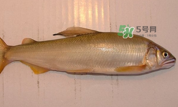 鰣魚與香魚怎么區分？鰣魚與香魚的區別