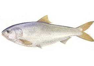 鰣魚和響魚是兩種魚嗎？鰣魚和鯽魚的區別