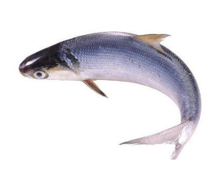 為什么吃清蒸海鰣魚都是半條？鰣魚有什么營養價值