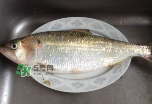 鰣魚怎么讀？鰣魚是什么魚