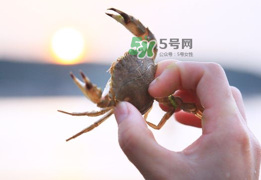 海螃蟹能冷凍保存嗎？海螃蟹放冰箱冷凍嗎？