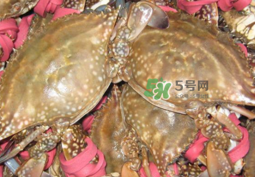 梭子蟹放冷藏還是冷凍？梭子蟹可以放速凍嗎？
