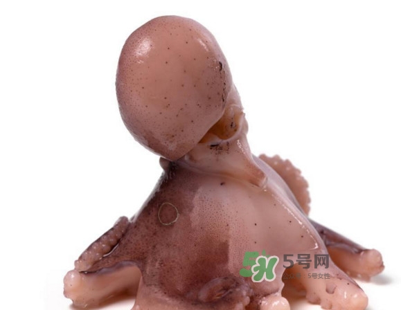 章魚怎么處理？章魚怎么殺