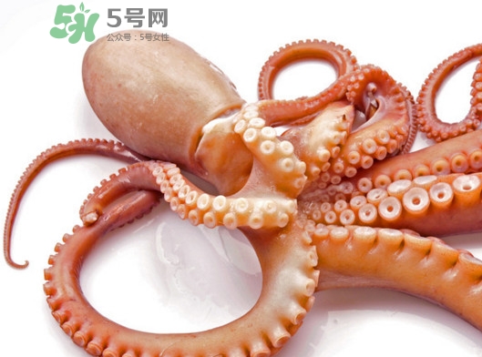 章魚血是什么顏色？章魚血為什么是藍色？