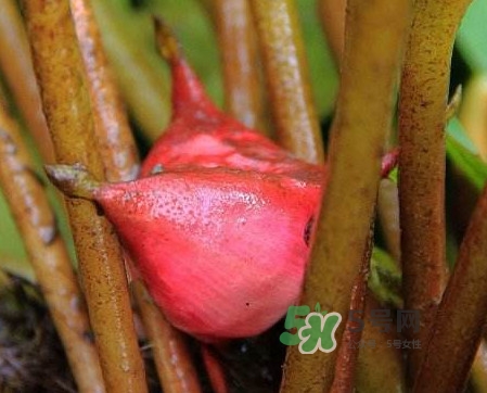 紅菱怎么吃？吃紅菱有什么好處？