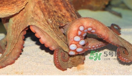 章魚怎么處理？章魚怎么殺