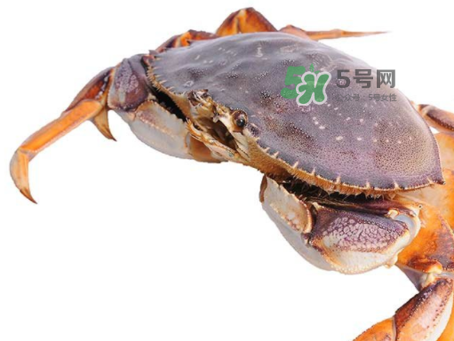 太子蟹好吃還是面包蟹好吃？太子蟹和面包蟹的區別