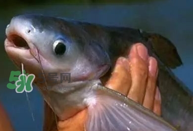 巴沙魚有刺嗎？巴沙魚有寄生蟲嗎