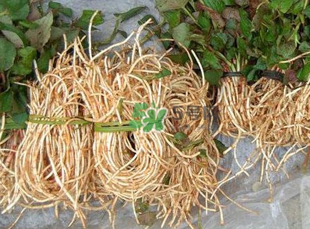 魚腥草什么季節有？魚腥草什么時候采摘最好