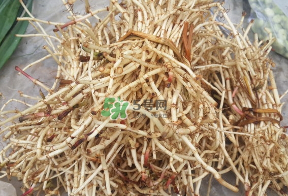折耳根是什么？折耳根是哪里的特產？