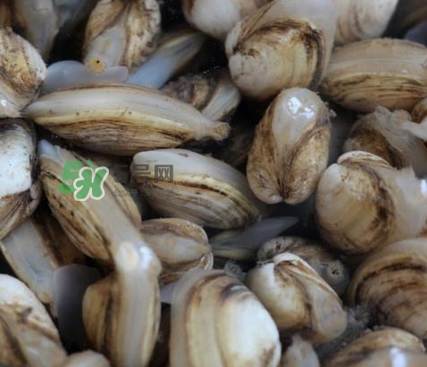 海瓜子死了還能吃嗎？海瓜子死了是什么樣子