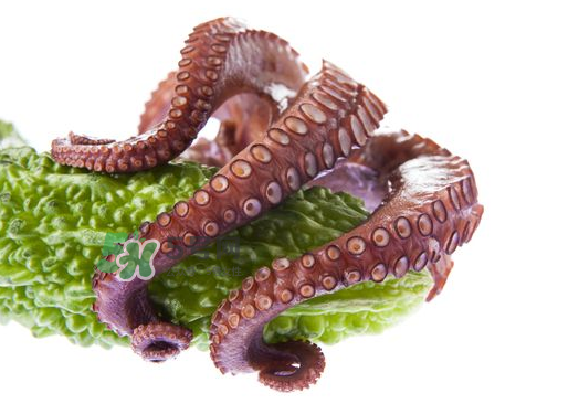 八爪魚什么季節(jié)最好吃？八爪魚什么時候有籽？