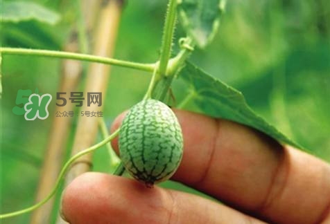 世界上最小西瓜來了 世界上最小西瓜怎么吃？