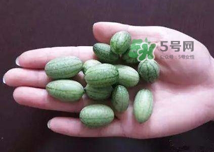拇指西瓜怎么種？拇指西瓜為什么那么小